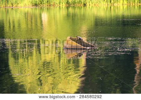 Turtle In The Ukrainian Lake