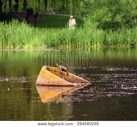 Turtle In The Ukrainian Lake