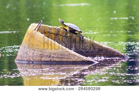 Turtle In The Ukrainian Lake