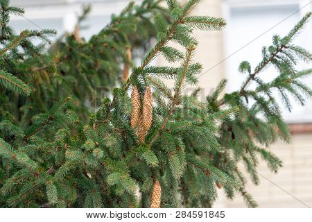 A Large Tree Strewn With Spruce Cones.