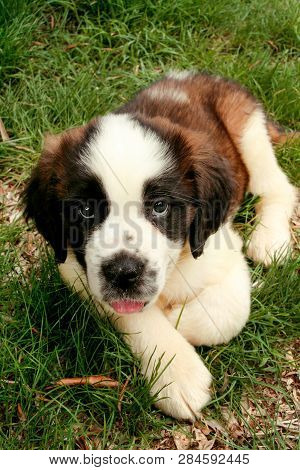 St Bernard Puppy Small Dog On The Grass.