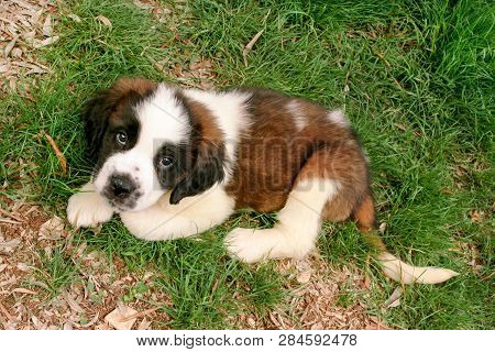Little Saint Bernard Dog Puppy In Nature.