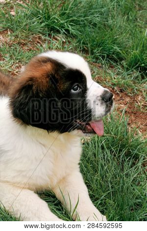 Saint Bernard Dog Puppy Siting On The Grass.
