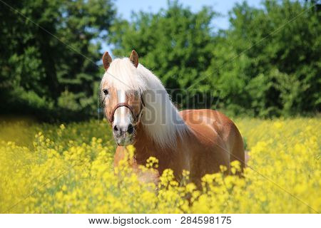 Beautiful Haflinger Horse Is Standing In A Rape Seed Field