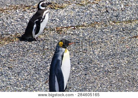King Penguin On Martillo Island Beach, Ushuaia. Tierra Del Fuego National Park. Chilean Wildlife