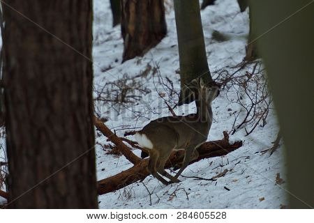 Hidden Roedeer With One Antler  And Roe Masking And Watching The Enemy Predator
