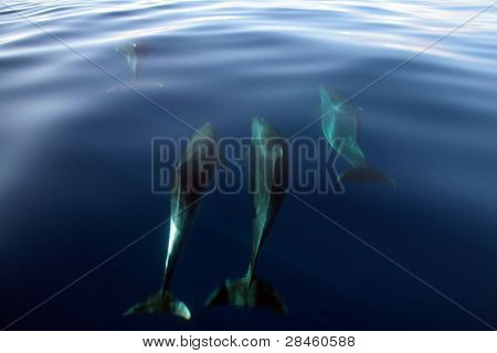 Delfines en el océano azul