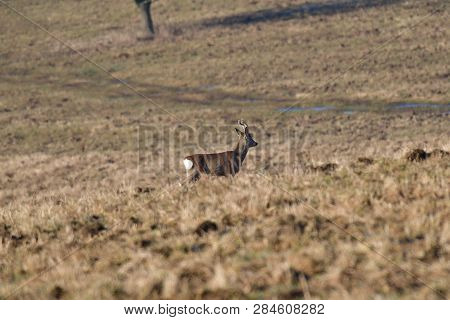 Roedeer Family Camouflage Walking And Eating On Meadow In Winter Snow