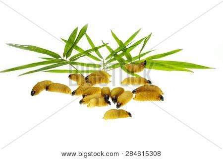 Red Palm Weevil Larvae On Bamboo Leaves Background