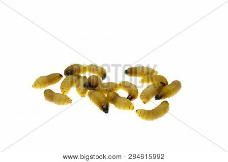 Red Palm Weevil Larvae On Bamboo Leaves Background