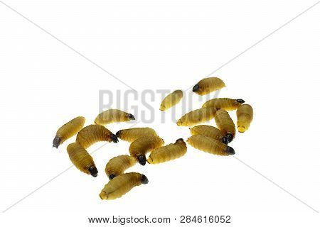 Red Palm Weevil Larvae On White Background