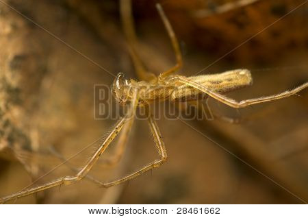 Tetragnatha