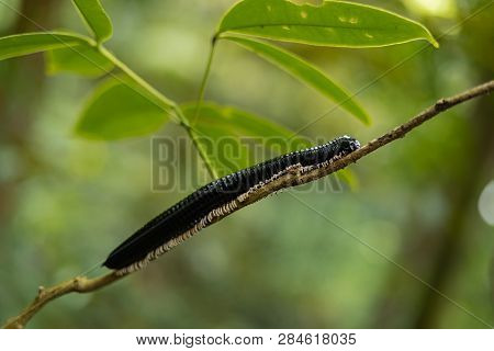 Giant Centipede On A Branch In Jungle Of Sri Lanka