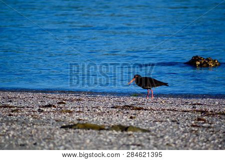 A Close-up Photo Of A Variable Oystercatcher (charadriiformes) In Natural Environment. Native Bird F
