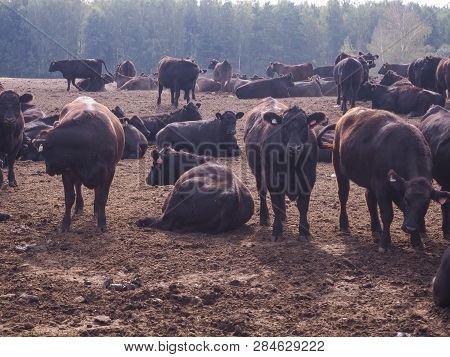 Darling Downs Cattle Grazing On Grain Stubble Sunrise
