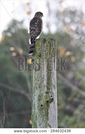 Sharp-shinned Hawk resting on a post in Magnuson Park in Seattle, WA
