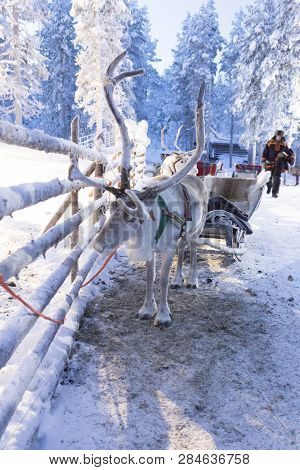 Saariselka, Finland - December 29, 2017: Reindeersledding In Lapland During Polar Night