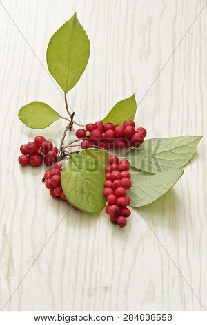 Ripe Fruits Of Red Schizandra With Green Leaves