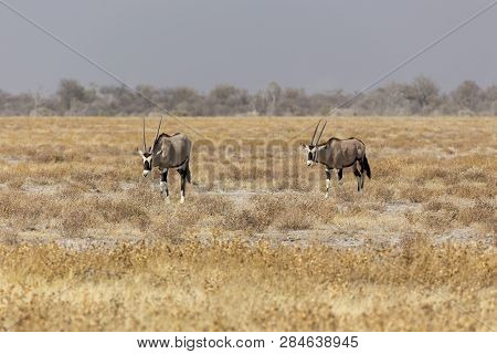 Couple Of Gemsbock, Beisa Oryx Gazella, Stands On Savannah In Namibia