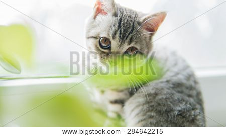 Lovable Scottish Fold Cat Window Plant Happy