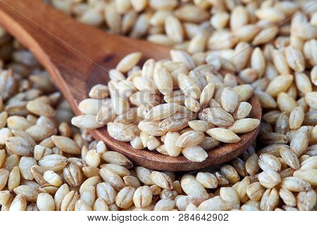 Raw Barley Grain (hordeum Vulgare) In Wooden Spoon