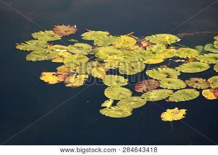 Bunch Of Water Lily Or Nymphaea Aquatic Rhizomatous Perennial Herb Plant Yellow And Green Leaves Gro