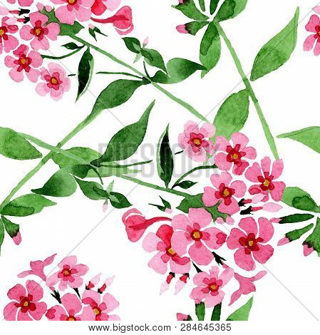 Pink Phlox Foral Botanical Flower. Watercolor Background Illustration Set. Seamless Background Patte