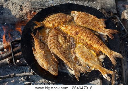 Several Whole Fish Frying In A Pan On Open Fire. Fried Fish For Picnik Lunch.