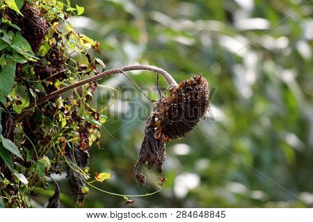 Completely Dried Sunflower With Dark Brown Shriveled Leaves Looking Sadly Towards Ground Instead Of 