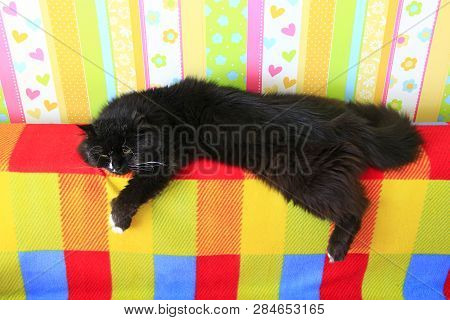 Black Cat Laying On Colored Back Of Sofa. Domectic Animal Has A Rest