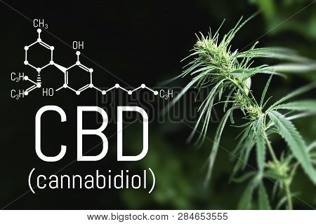 Cannabidiol Cbd Cannabis Molecule. Skeletal Formula. Has Antipsychotic Effects. Chemistry Hemp