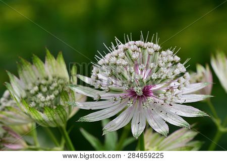 Macro Shot Of An Astrantia Flower In Bloom