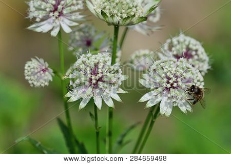 Close Up Of Astrantia Flowers In Bloom