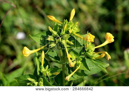 Marvel Of Peru Or Mirabilis Jalapa Or Four Oclock Flower Or Beauty Of The Night Or Coat Of Many Colo