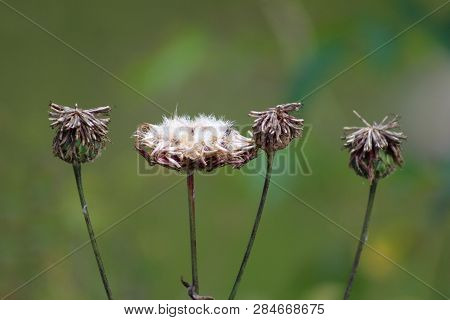 Multiple Open Dried Thistle Flowering Plants With Partially Shriveled And Fallen Petals Of Which Som