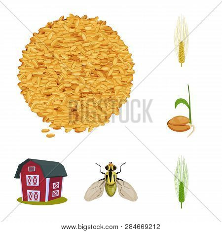 Vector Design Of Wheat And Corn Logo. Collection Of Wheat And Harvest Stock Symbol For Web.