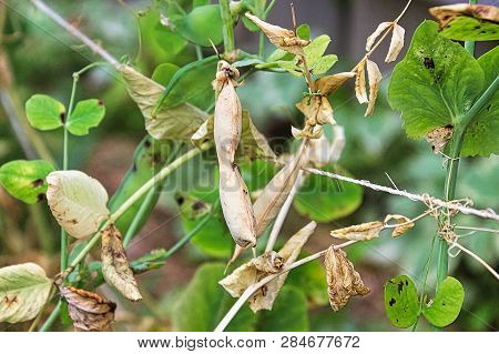 Two Dry Pea Pods On The Vine Held Up By Twine String