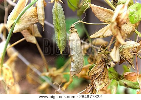 A Dried Pea Pod On The Vine Towards The End Of Summer