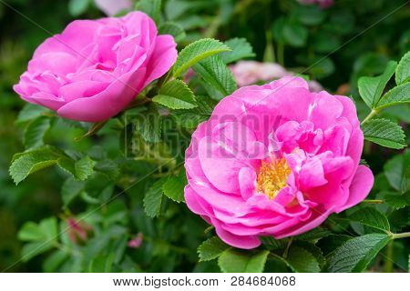 Blooms of old fashioned shurb roses.