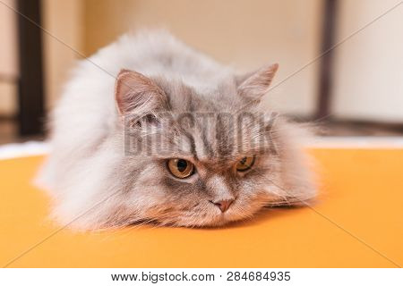 Beautiful Fluffy Cat Is Orange Background, Looking Sideways. Cute Cat Is Lying On The Orange Place O