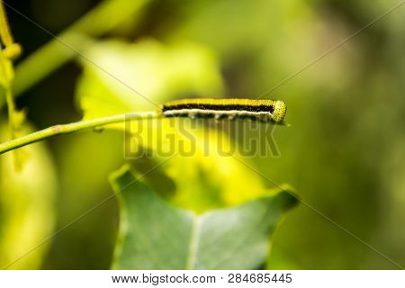 The Small Worm Is Looking For Green Leaves For Food In The Morning.