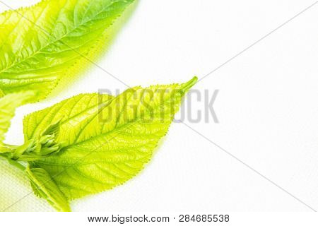 Green Leaves Isolated On White Background