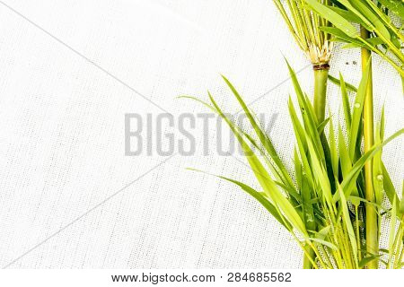 Green Leaves Isolated On White Background