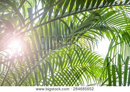 Tropical Palm Leaves In Green Leafy Gardens Of Tropical Forest Plants For Natural Patterns And Backg