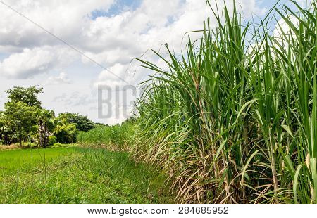 Sugar Cane With Landscape Sunset Sky Photography Nature Background.