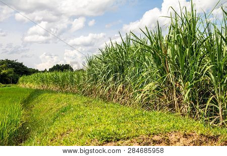Sugar Cane With Landscape Sunset Sky Photography Nature Background.