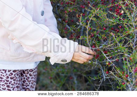 Firethorn(pyracantha). Little Girl Collecting Firethorn With Her Hands On The Park. Used By Alternat