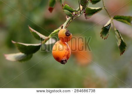 Two Rose Hip Or Rosehip Or Rose Haw Or Rose Hep Ripe Partially Cracked Accessory Fruits Of Rose Plan