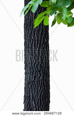 Trees Isolated On White Background, Tropical Trees Isolated Used For Design, Advertising And Archite