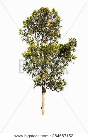 Trees Isolated On White Background, Tropical Trees Isolated Used For Design, Advertising And Archite